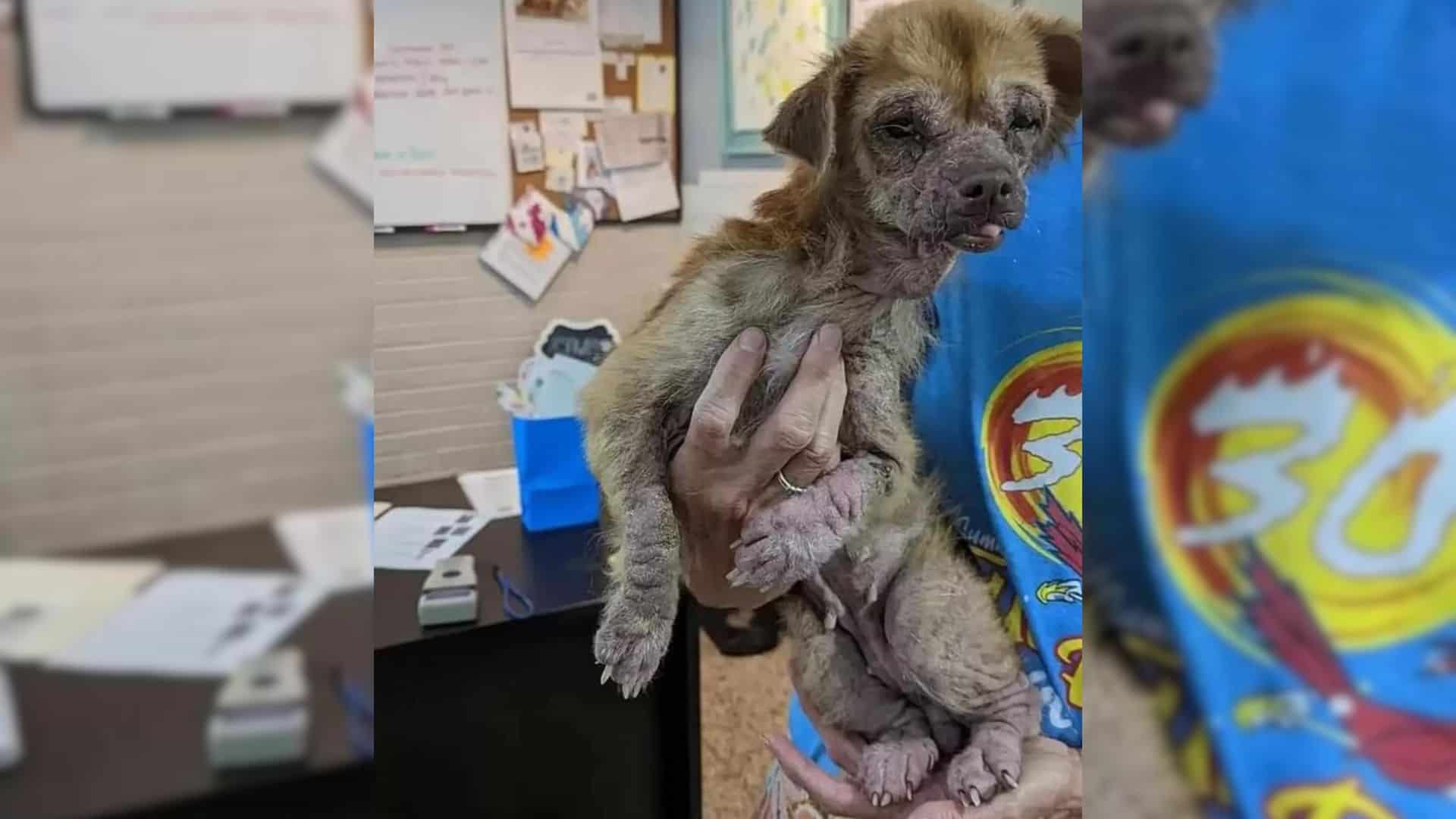 Starving Dog Was Eating Garbage To Survive Until Her Rescuers Saved Her