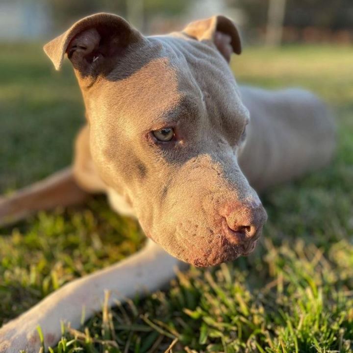 senior dog enjoying new home yard