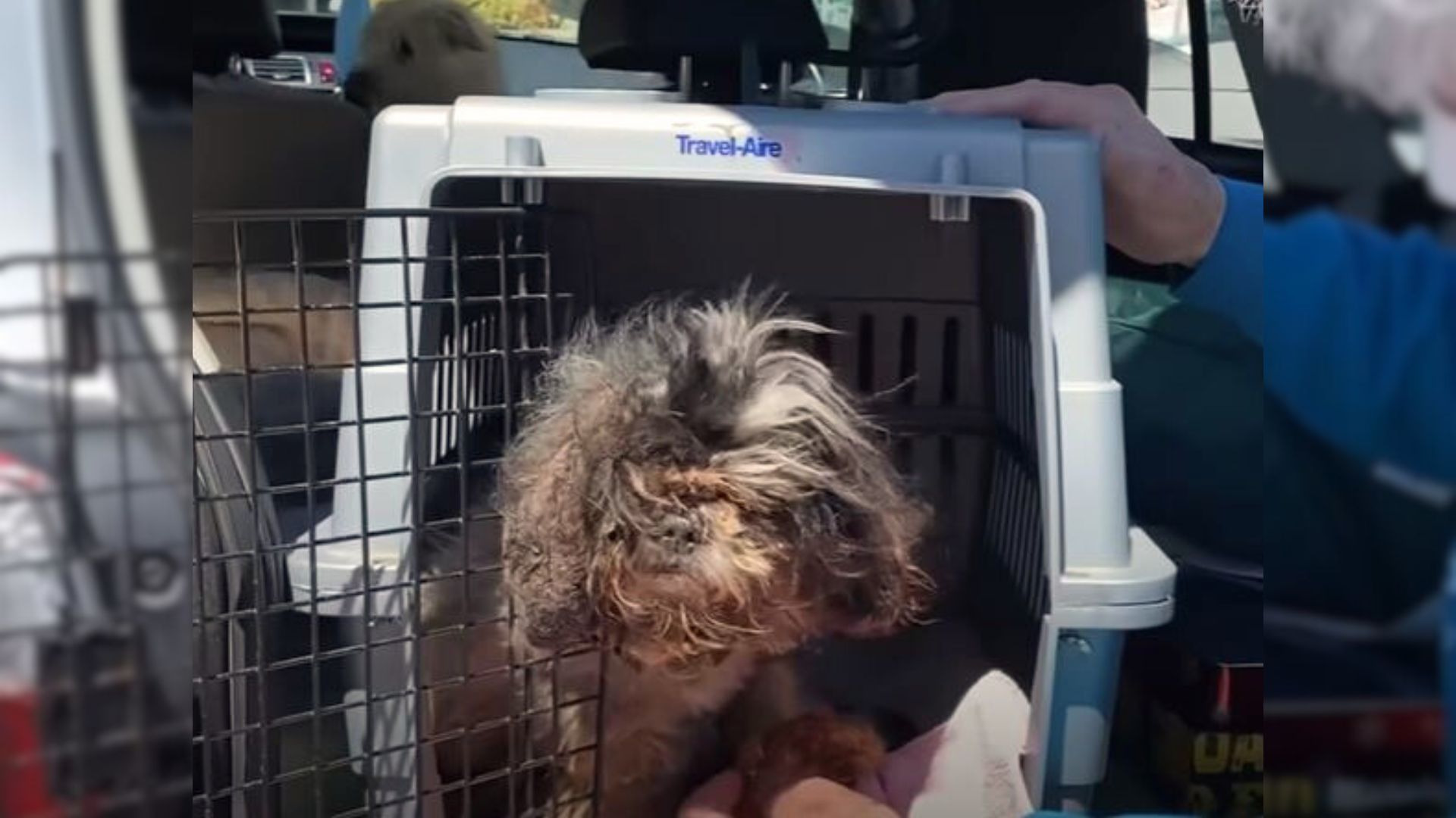 Watch This 16-Year-Old Dog Experiencing Freedom After 10 Long Years Of Captivity