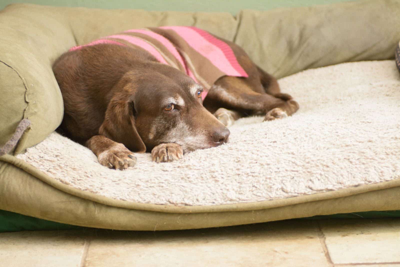 senior dog laying on the couch