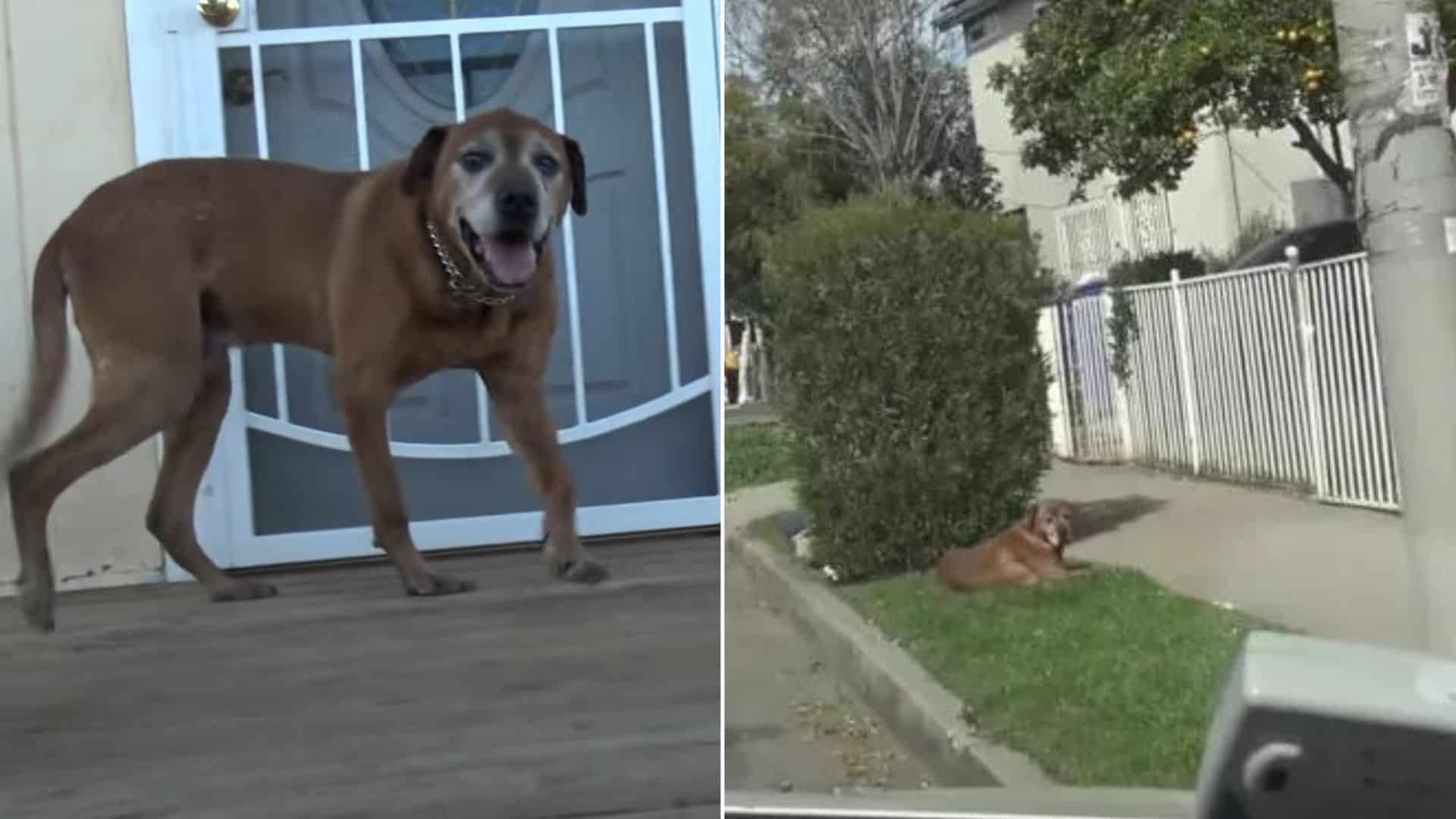 Abandoned Dog Spent Months Waiting For His Family To Come Back Before Rescuers Stepped In