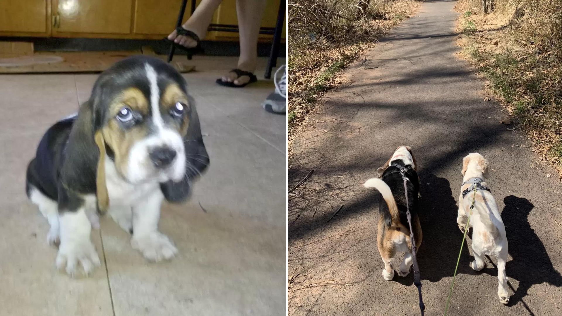 Senior Dog Lights Up The Streets With Pure Joy As He Sees His Old Friend Once Again