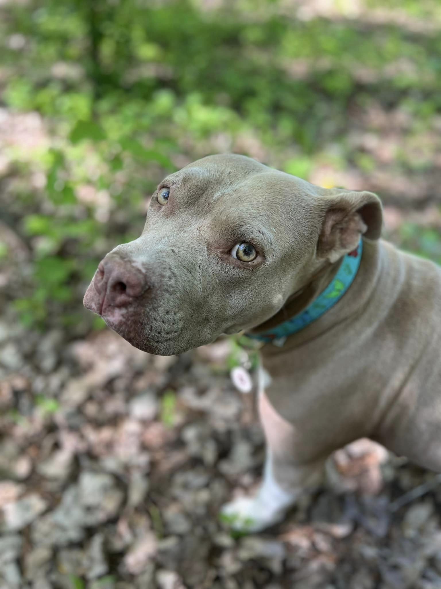 senior dog looking up