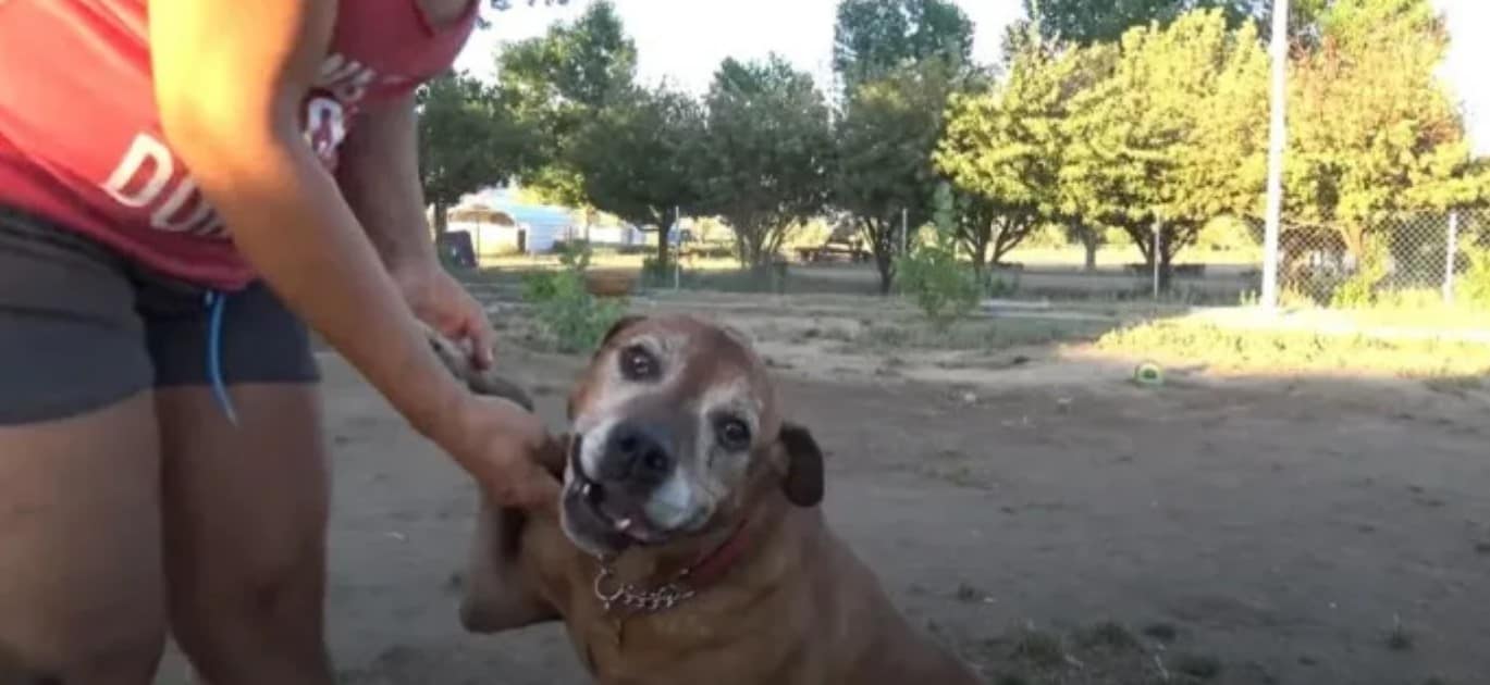 senior dog Pumba and foster woman