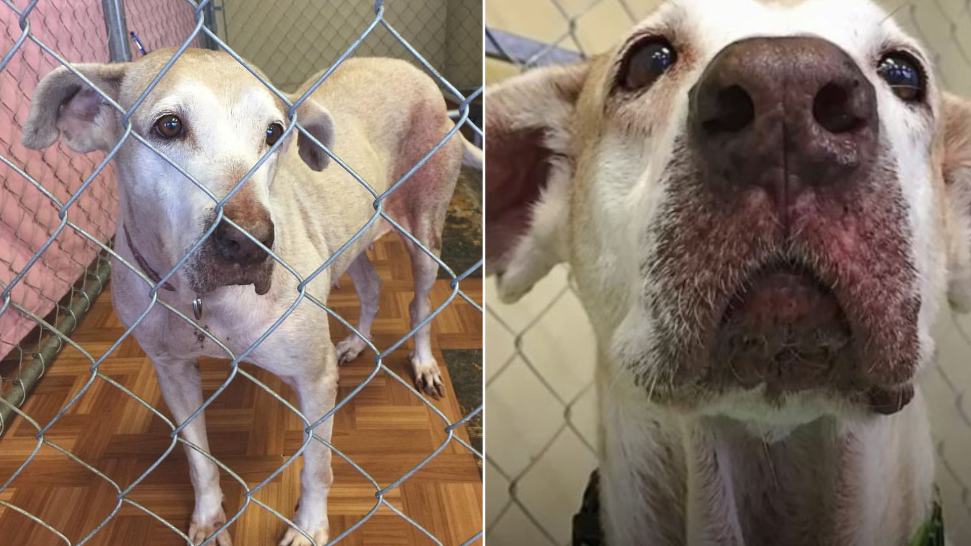 This Senior Dog Lived In A Shelter For 7 Years Without Ever Meeting Anyone Who Might Adopt Her