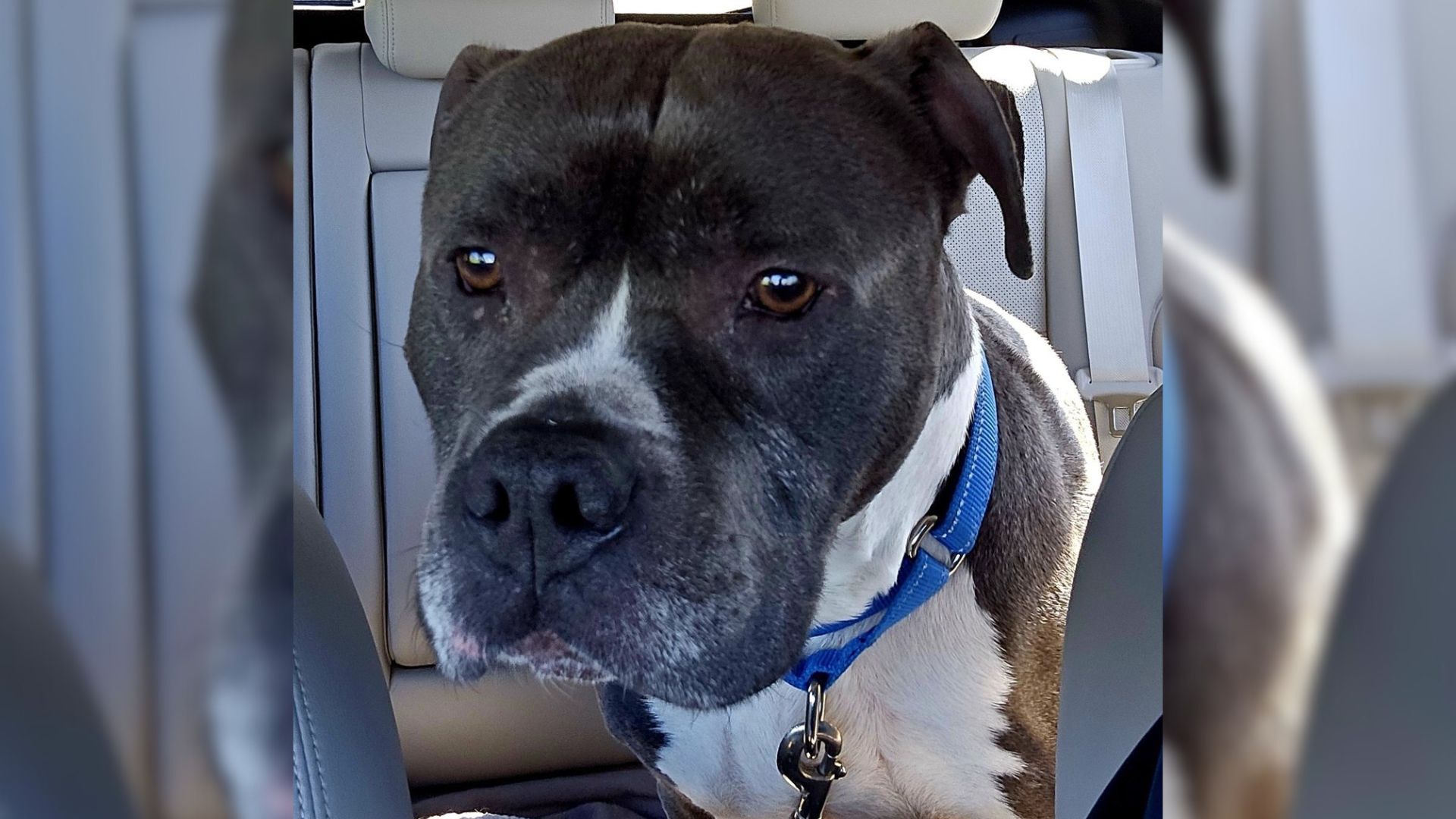 Senior Dog Was Surrendered To The Shelter By Owner Even Though He Did “Nothing Wrong”