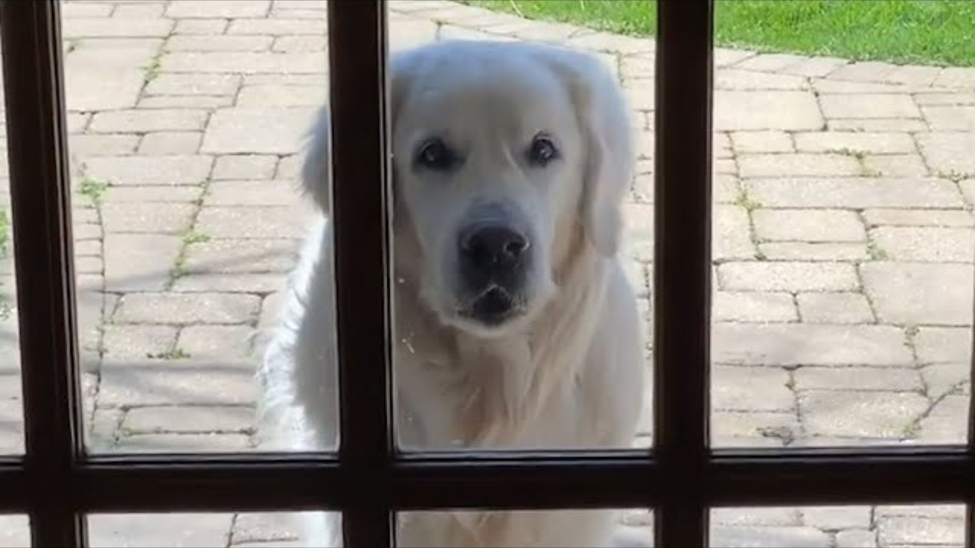 This Golden Retriever From Illinois Is So Excited To Play With His Neighbor Every Day