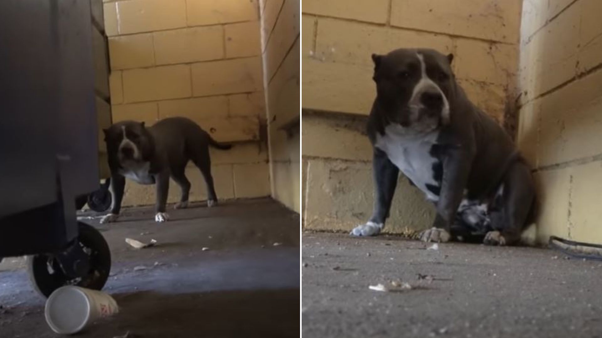 Senior Pitbull Girl Saved From A Life Behind A Dumpster