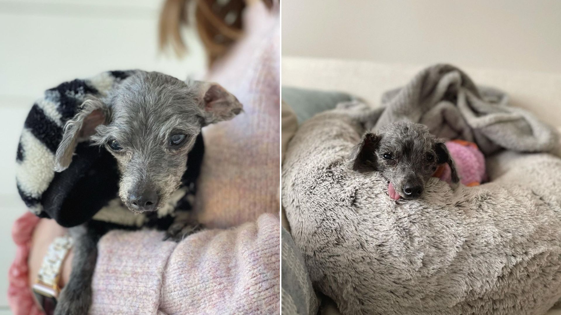 Senior Poodle Dumped In Front Of A Shelter With Blankets And A Toy