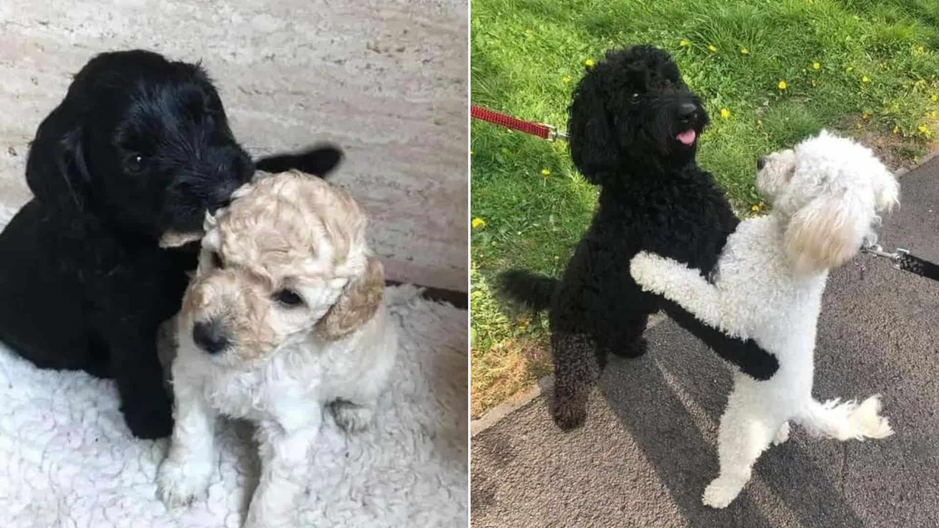 These Two Separated Pups Have An Accidental Meet Up On The Street And It’s Too Precious