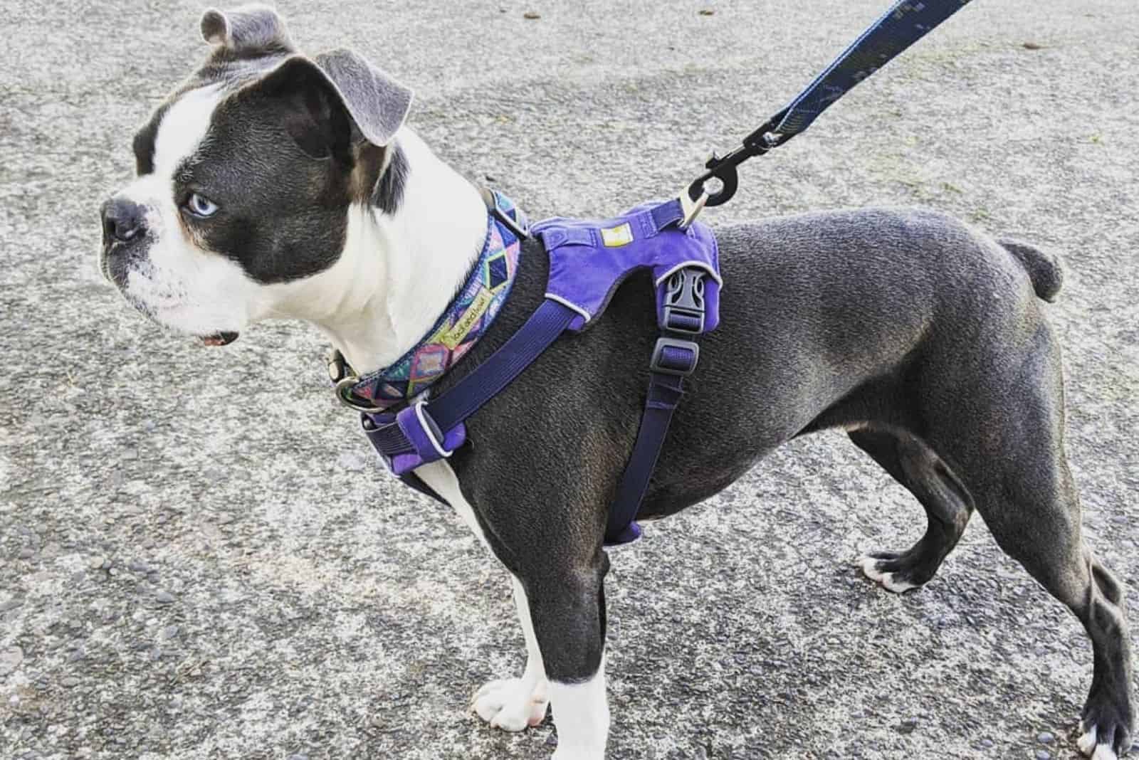 serious blue boston terrier