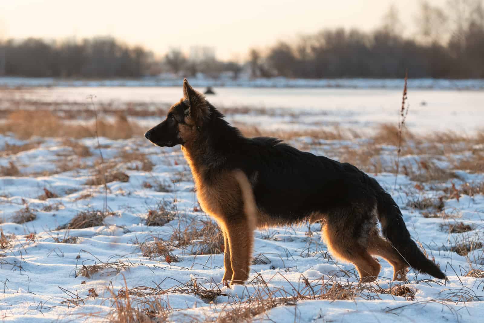 Serious German shepherd puppy