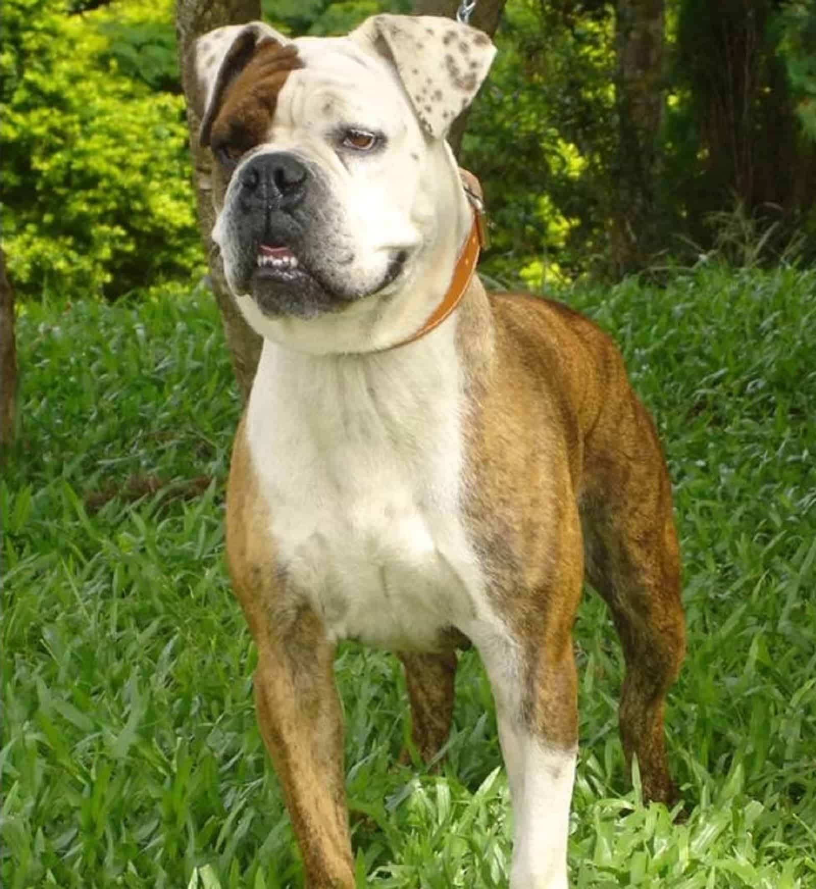 serrano bulldog in the yard