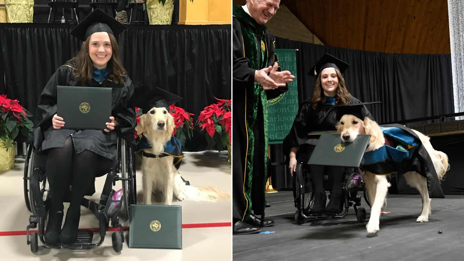 Service Golden Retriever Gets Honorary Diploma Alongside His Owner