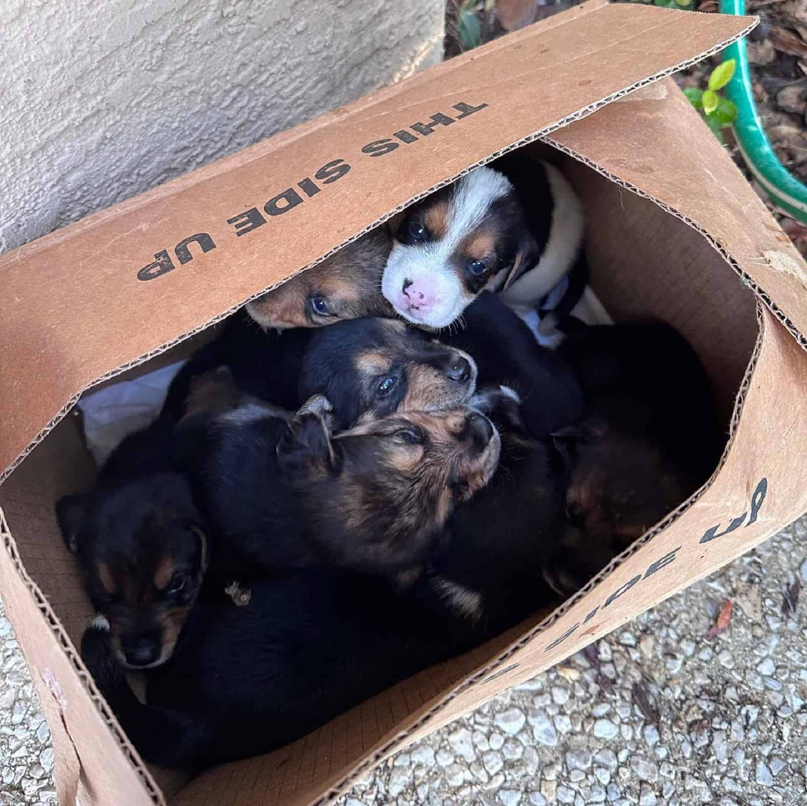 seven puppies in small box