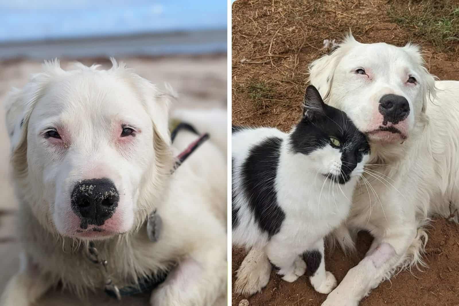 Despite His Condition, This Blind And Deaf Doggo Is A Wonderful Foster Dad