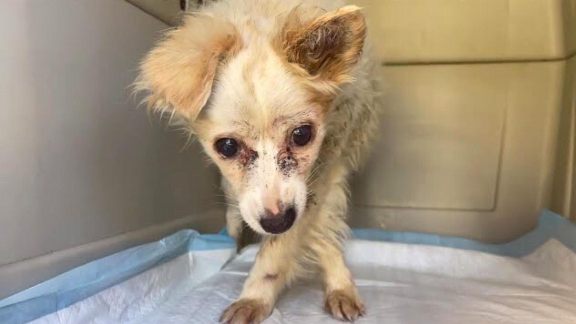 Mistreated Senior Dog Set To Be Euthanized Gets A Loving Home As Her Final Gift