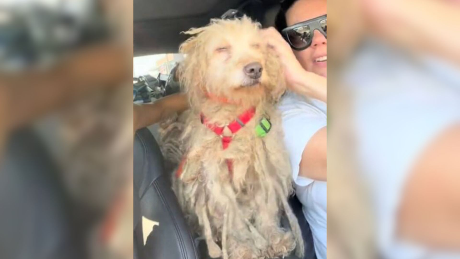 Severely Matted And Starving Dog Couldn’t Contain His Gratitude For Being Saved