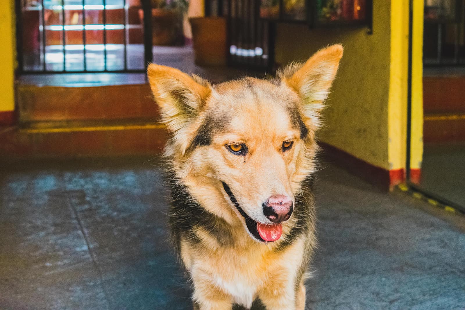 shalaika dog standing by entrance