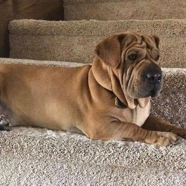 Shar-Pei and Basset Hound mix on the stairs