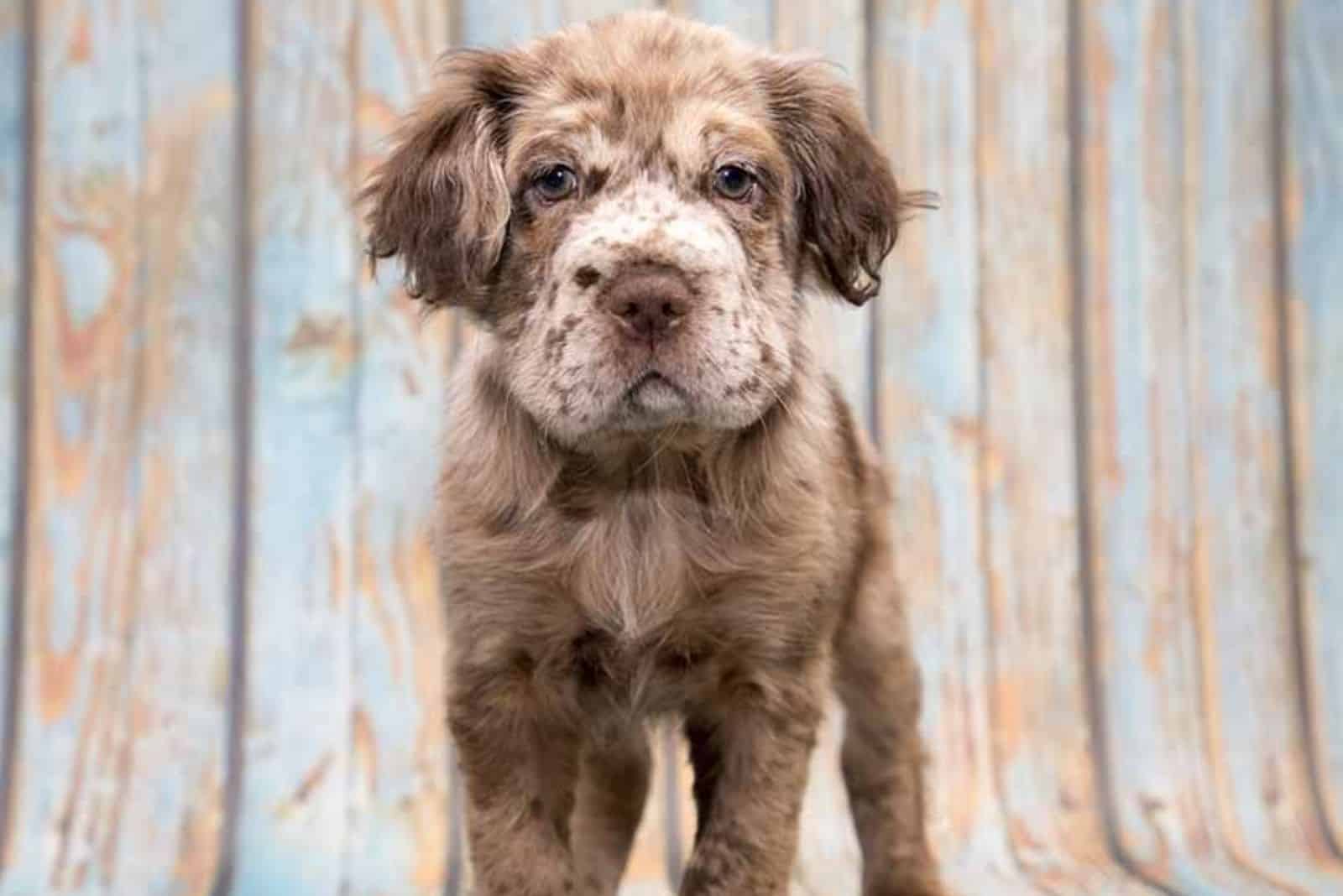 shar pei and cocker spaniel mix