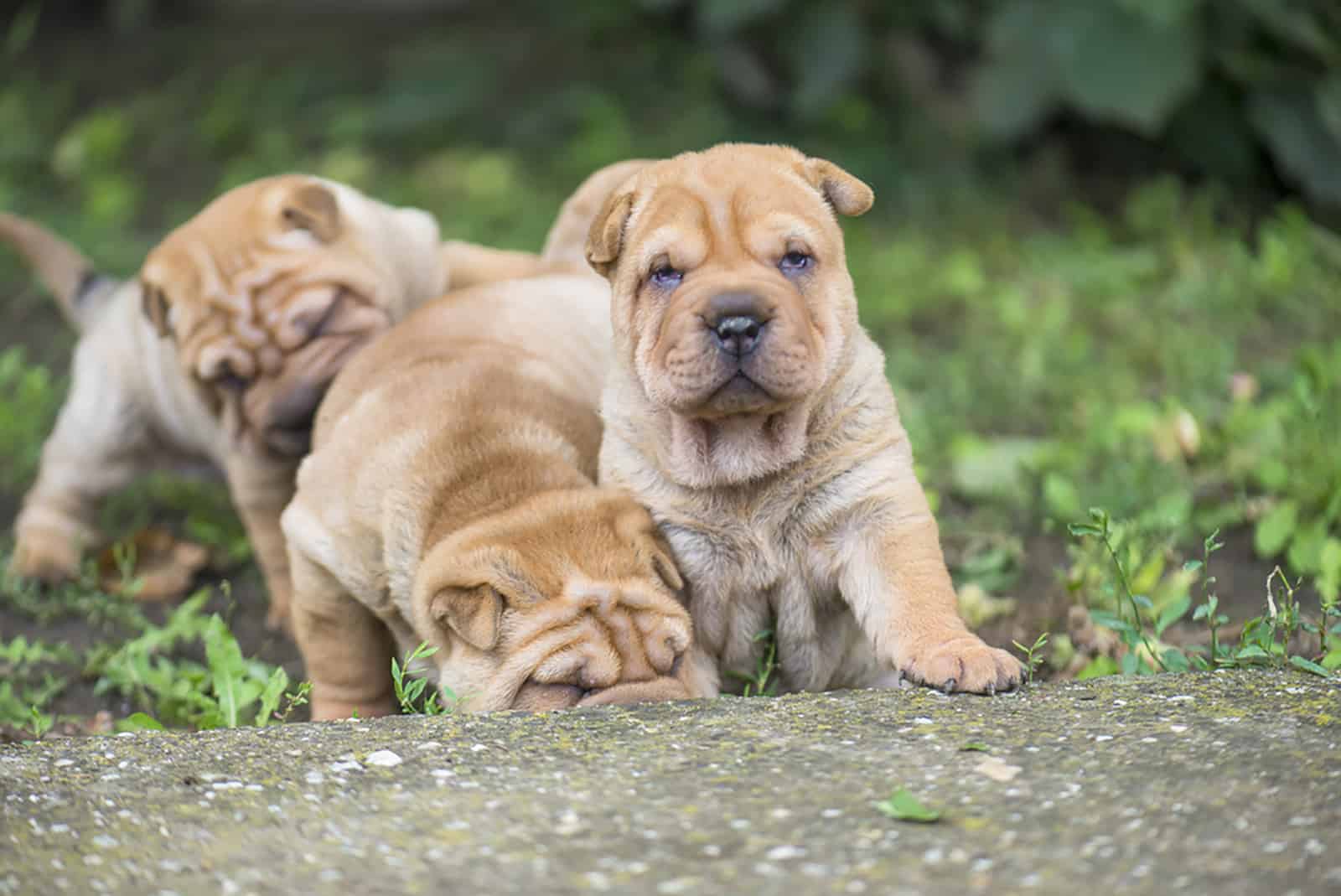 Shar-Pei Cost: The Price Is Sharp, Eh?