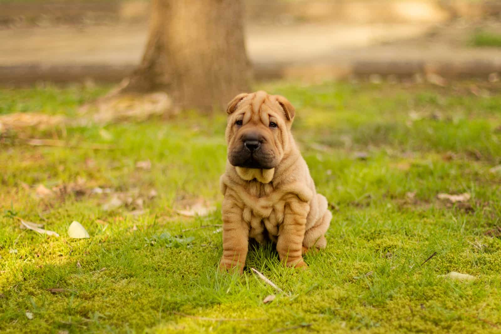 shar pei dog puppy sitting on the grass