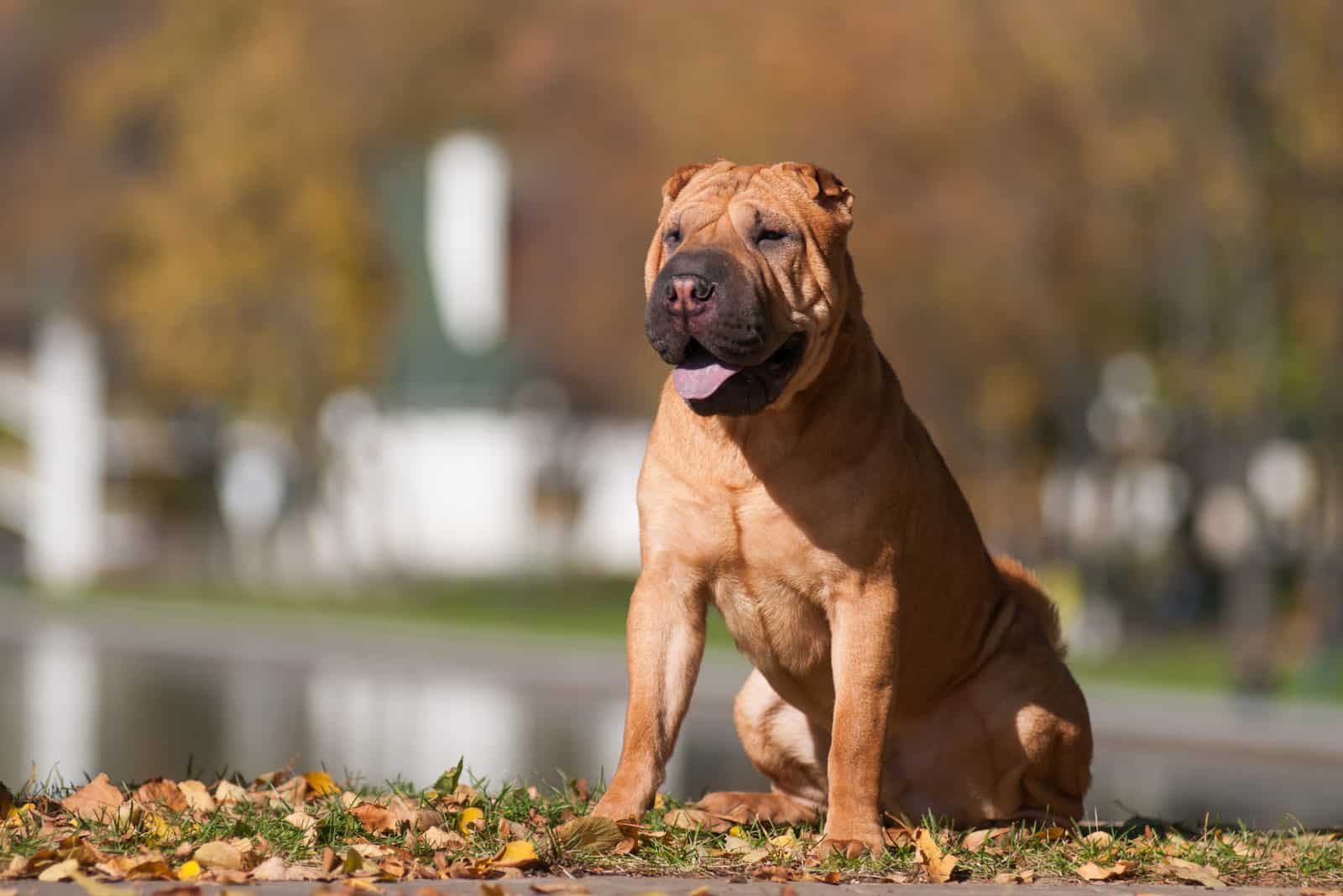 Shar Pei Dog sitting on the leaves outdoors