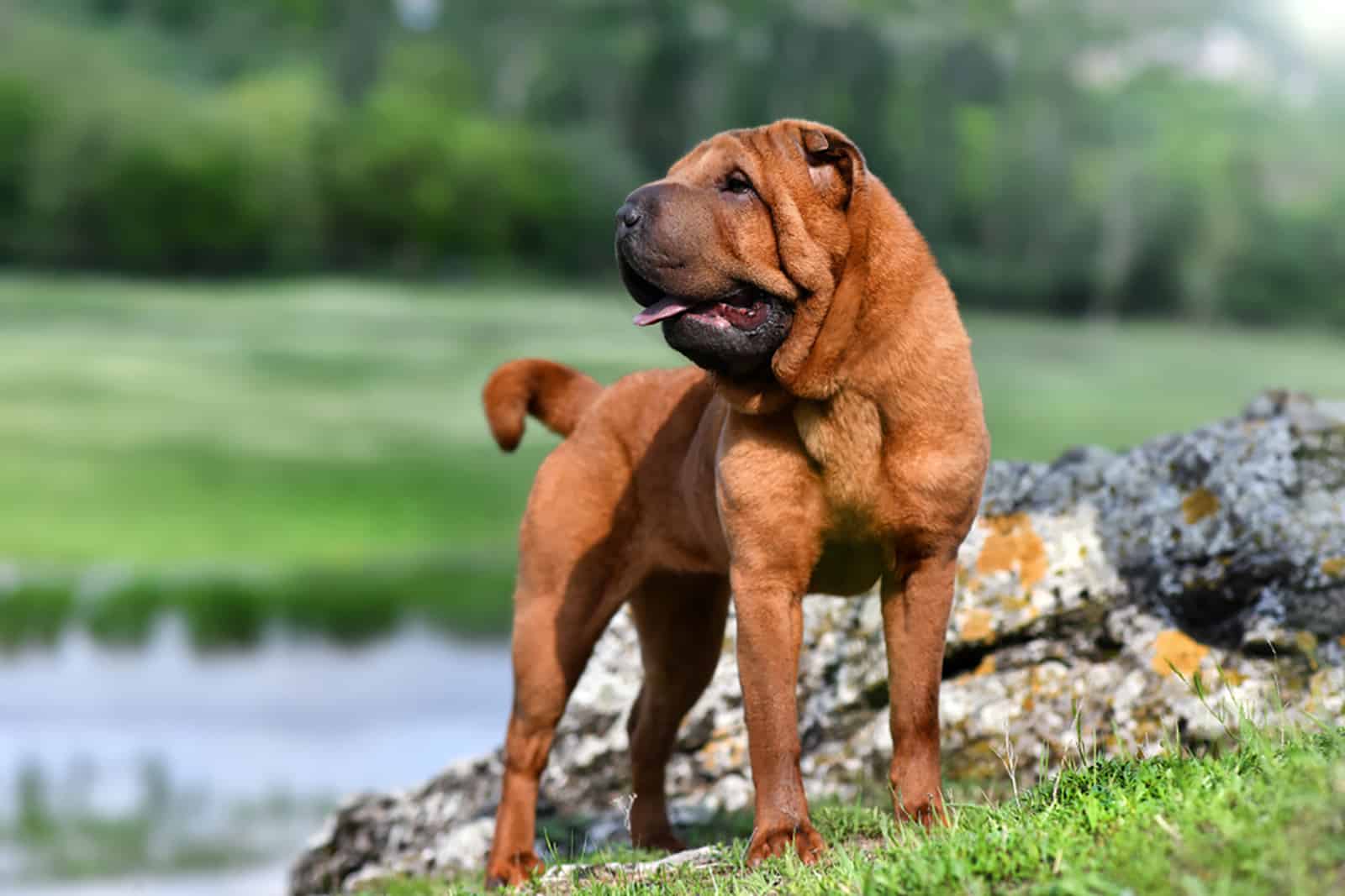 shar pei dog in a meadow