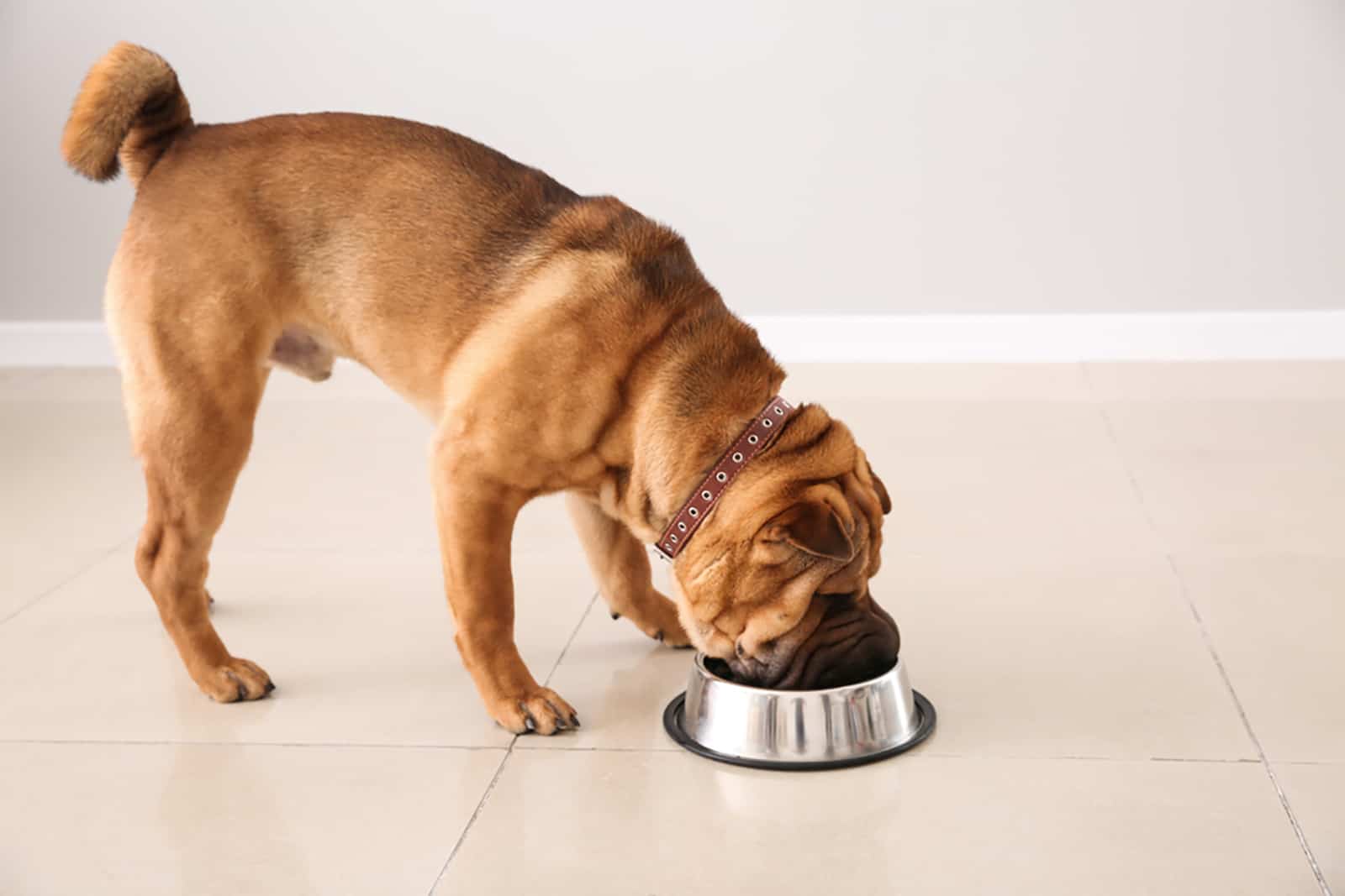 shar pei eating from a bowl