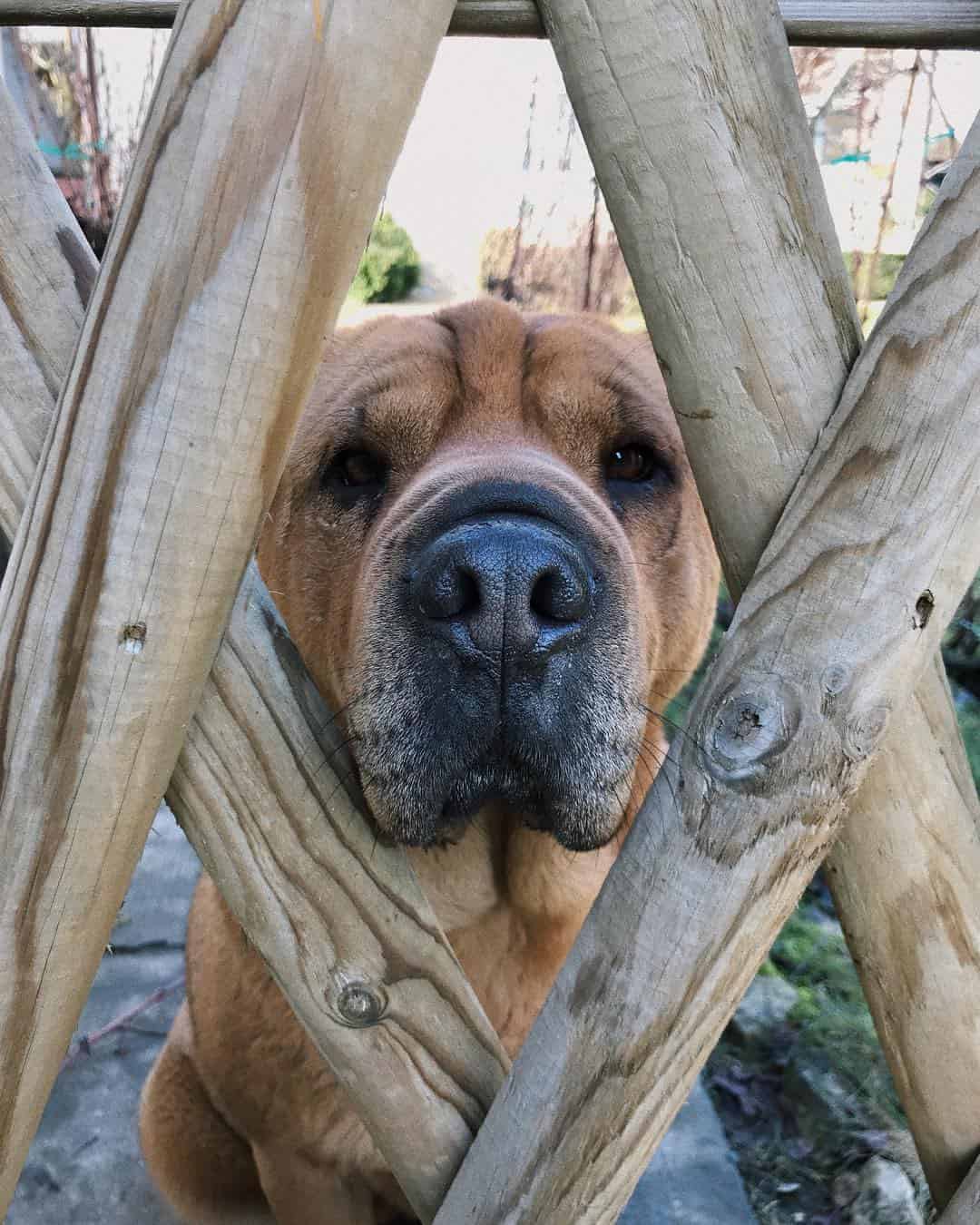 shar pei german shepherd mix