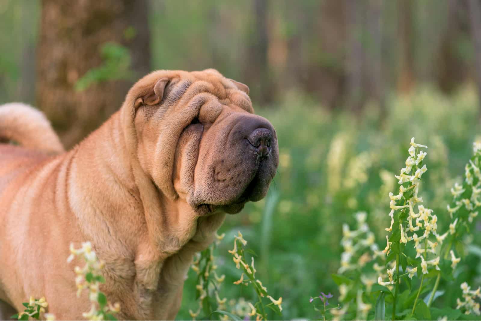 Shar Pei dog in the forest