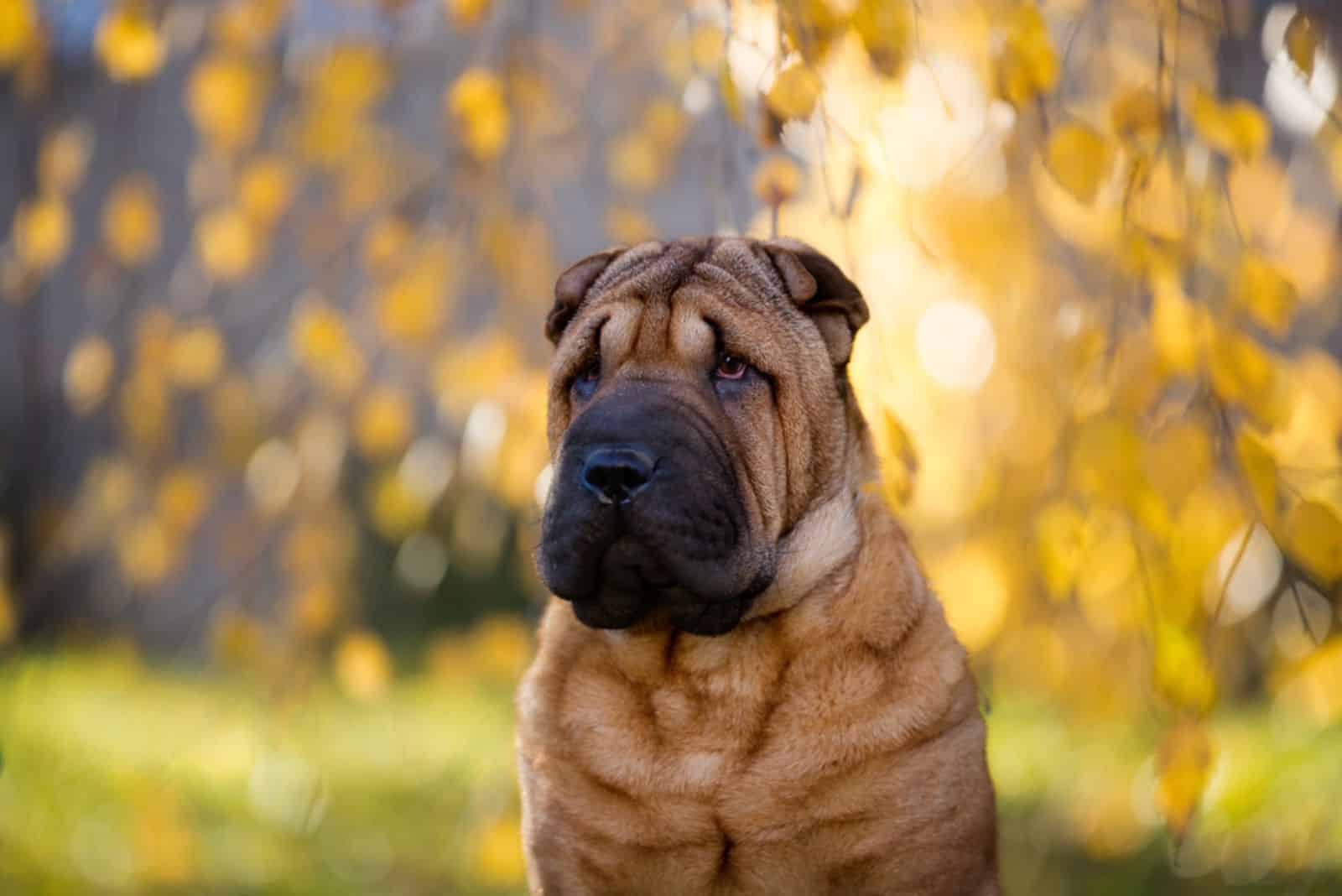 shar pei on nature background