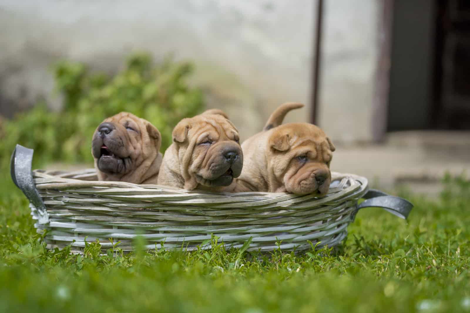 Shar Pei puppies outdoors