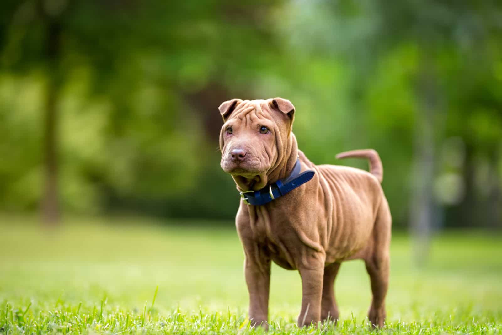 Shar Pei puppy in garden