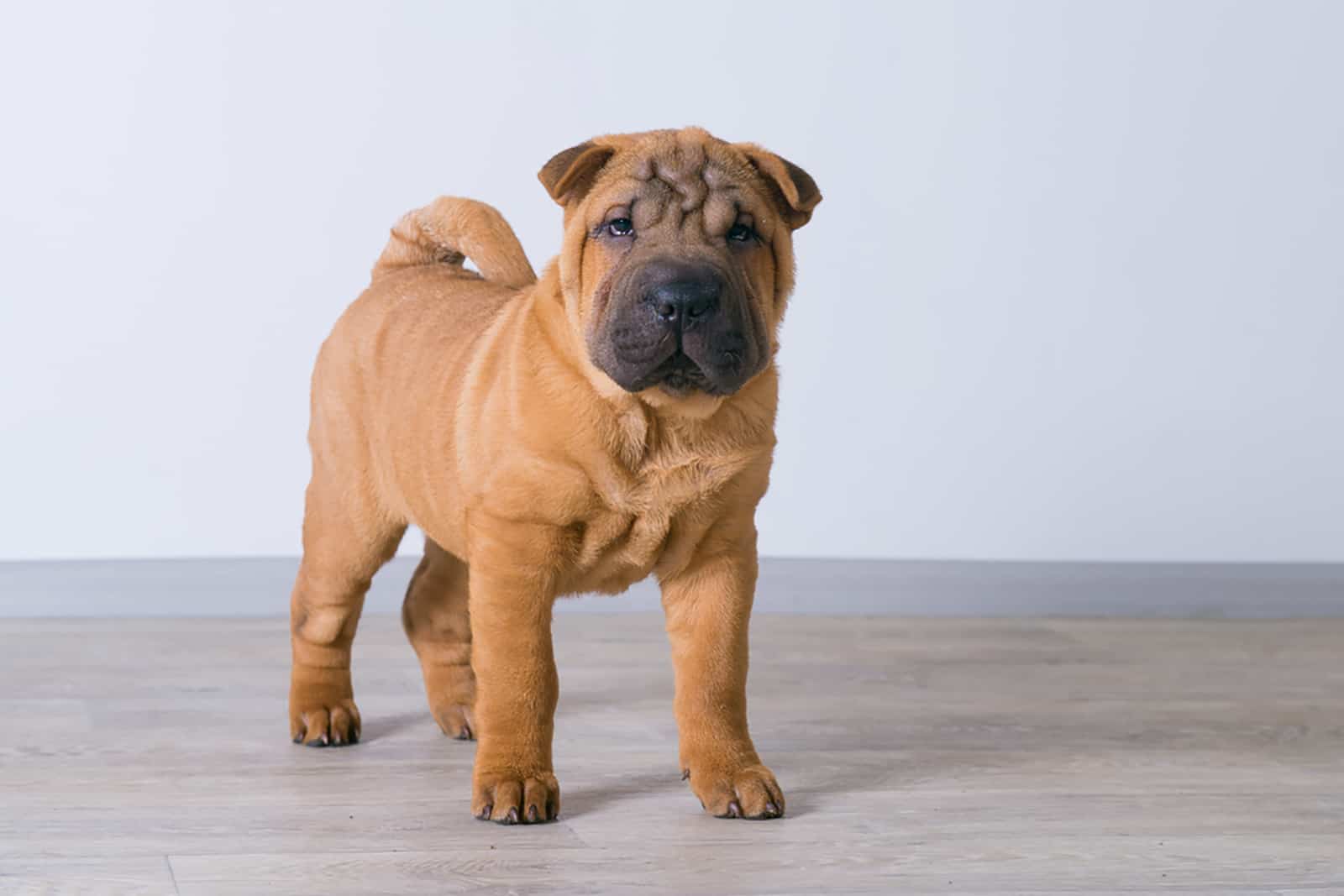 shar pei puppz standing indoors