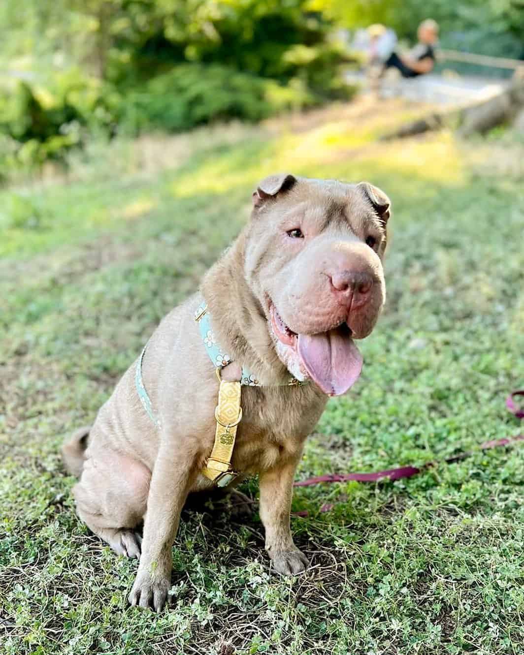 Shar Pei sitting on the grass