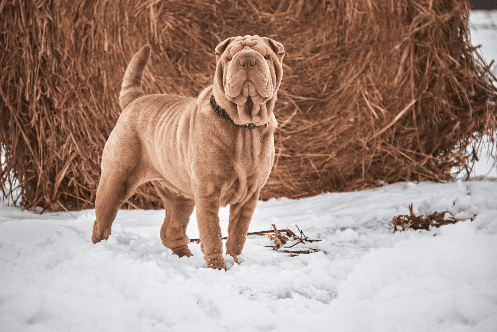 Shar-Pei standing in the snow