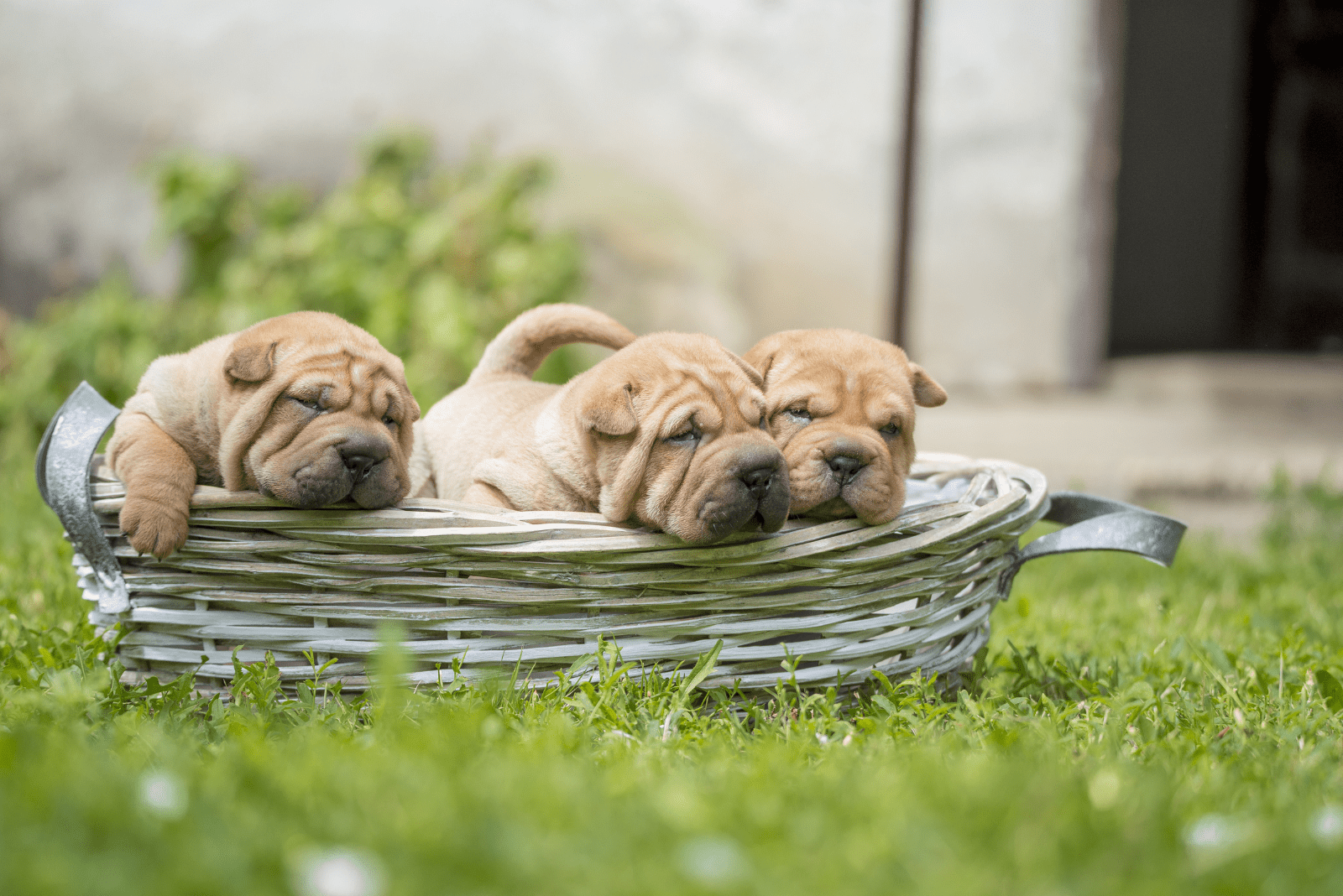 Shar-Peis sleep in a basket