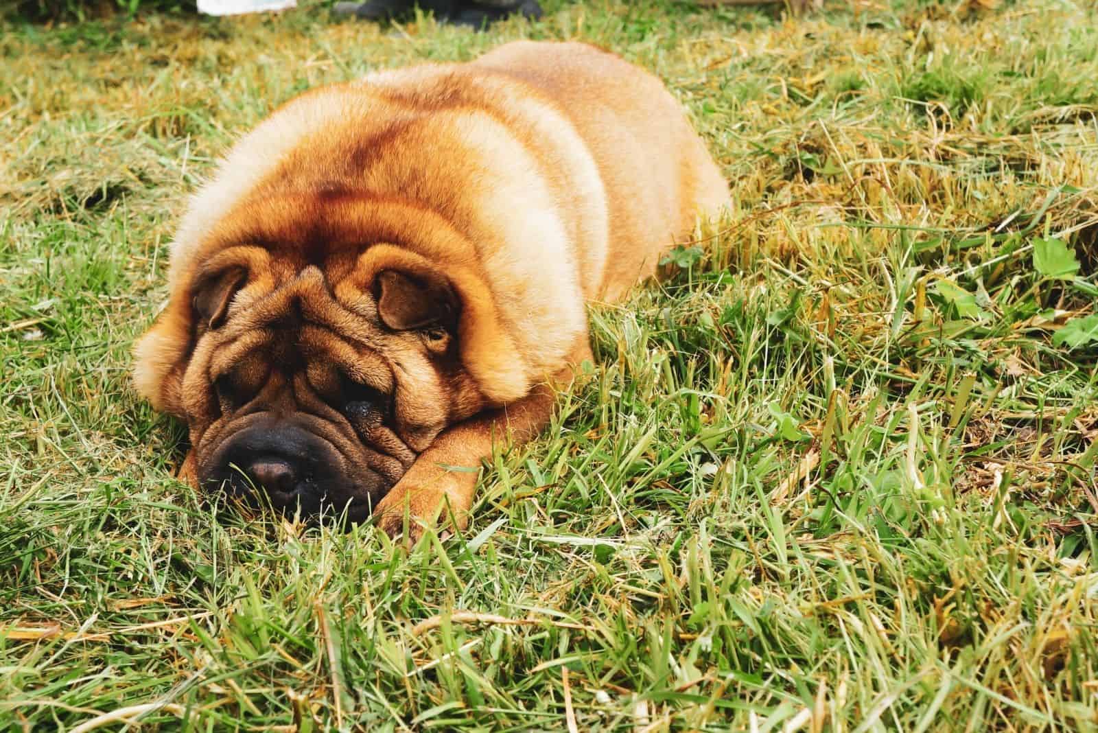 sharpei with long hair lying down on the lawn