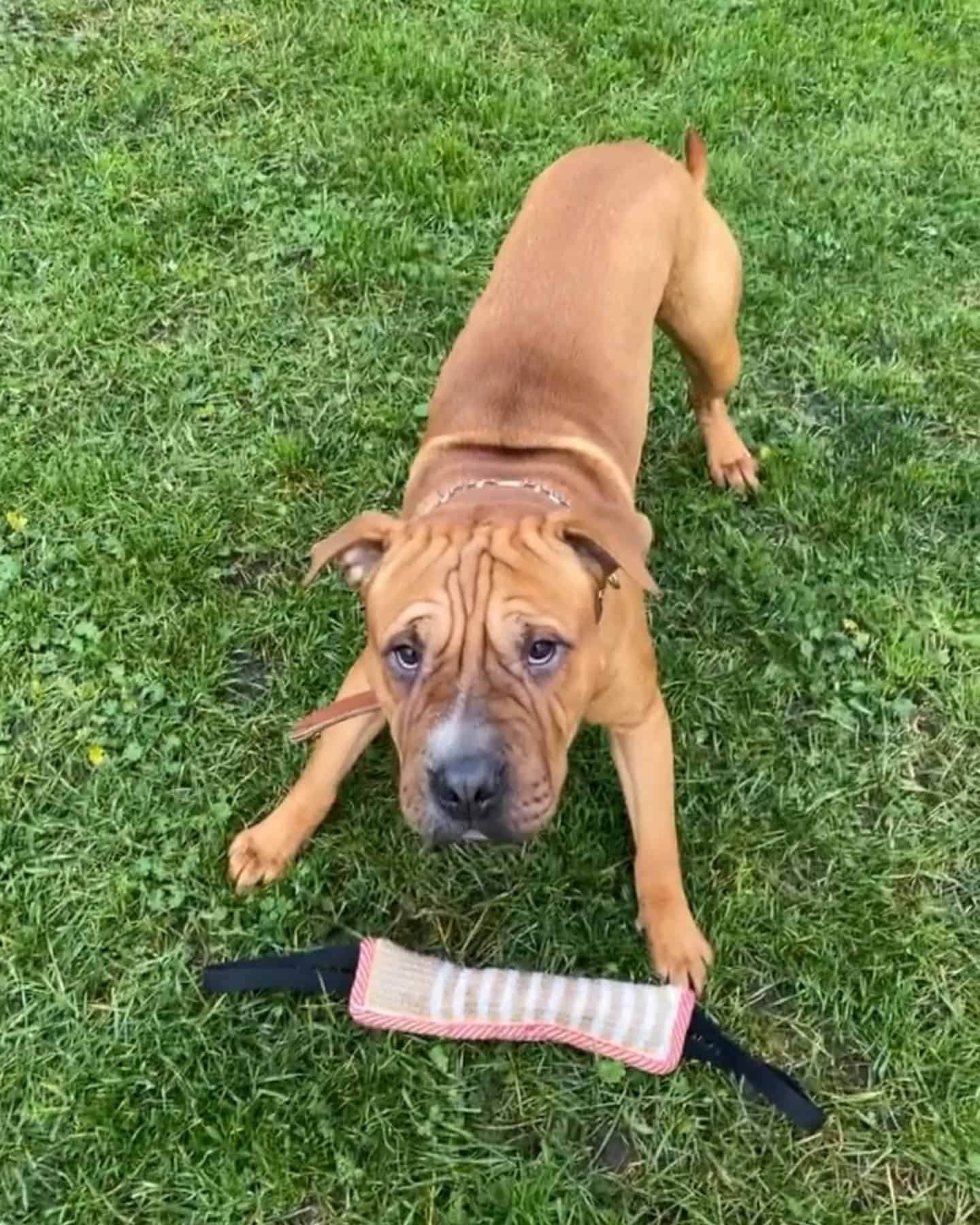 sharpull terrier dog playing on the grass