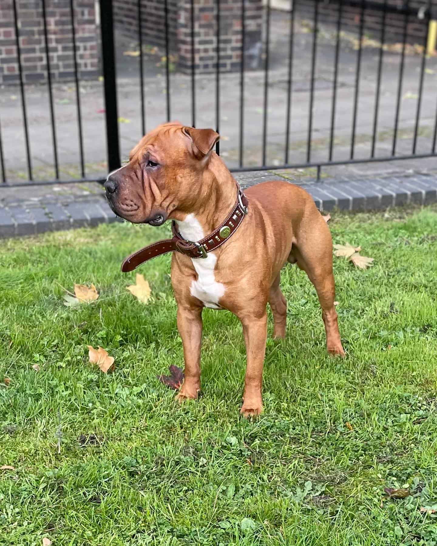 sharpull terrier standing on the green grass