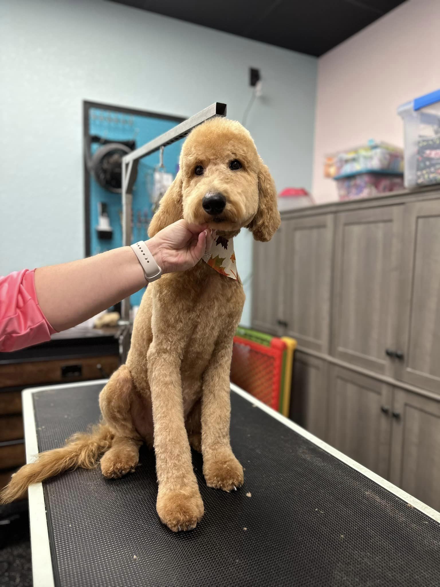 shaved dog