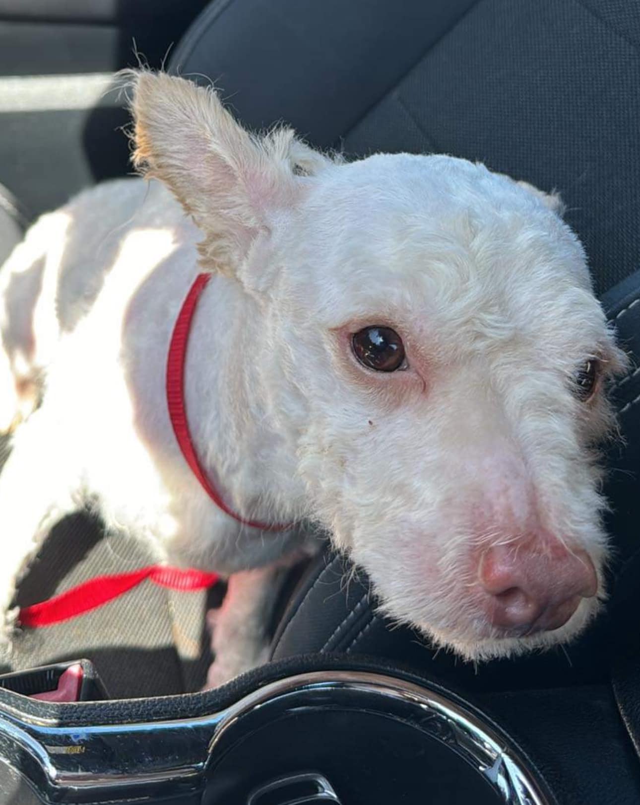 shaved dog in a car