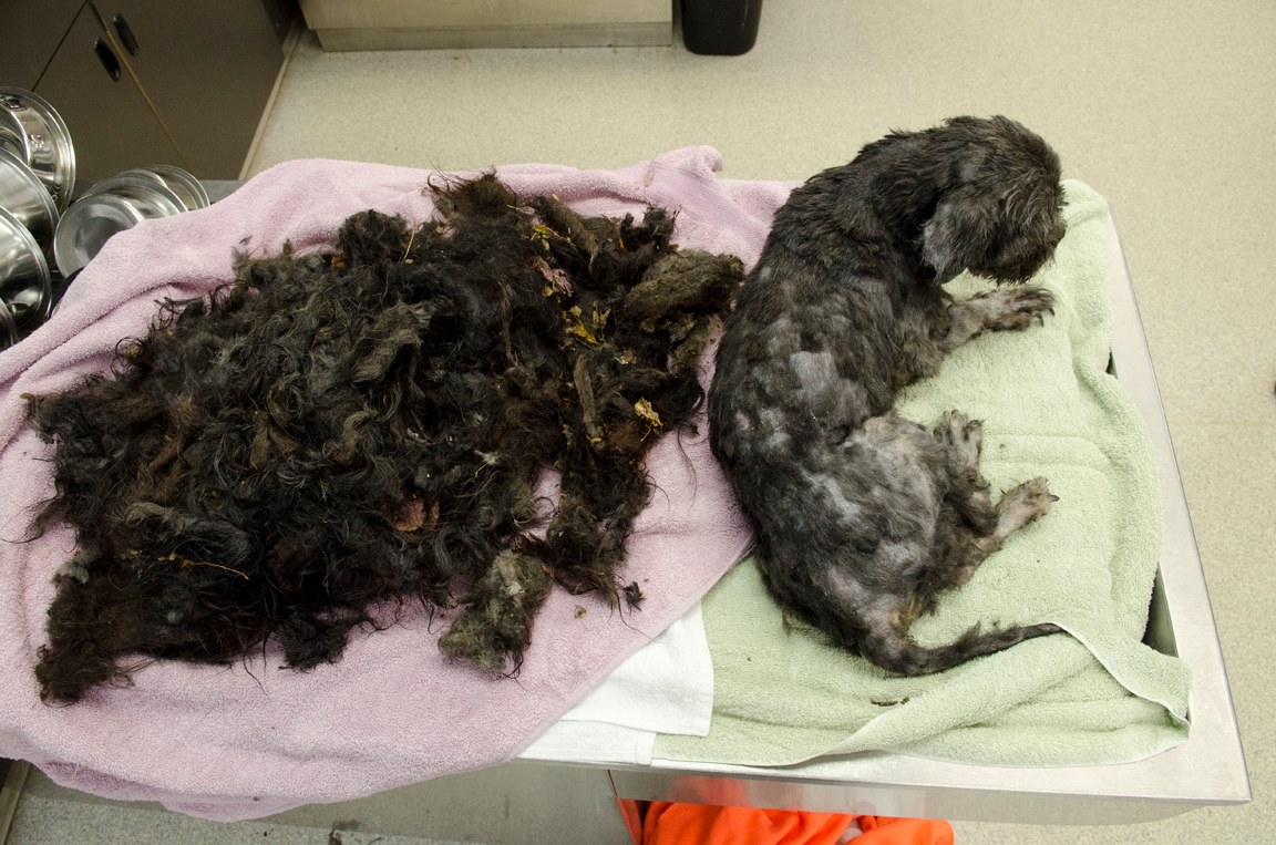 shaved dog on the floor with shaved fur