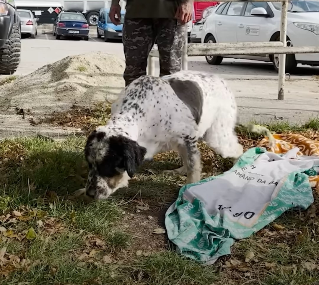 shaved dog outdoor