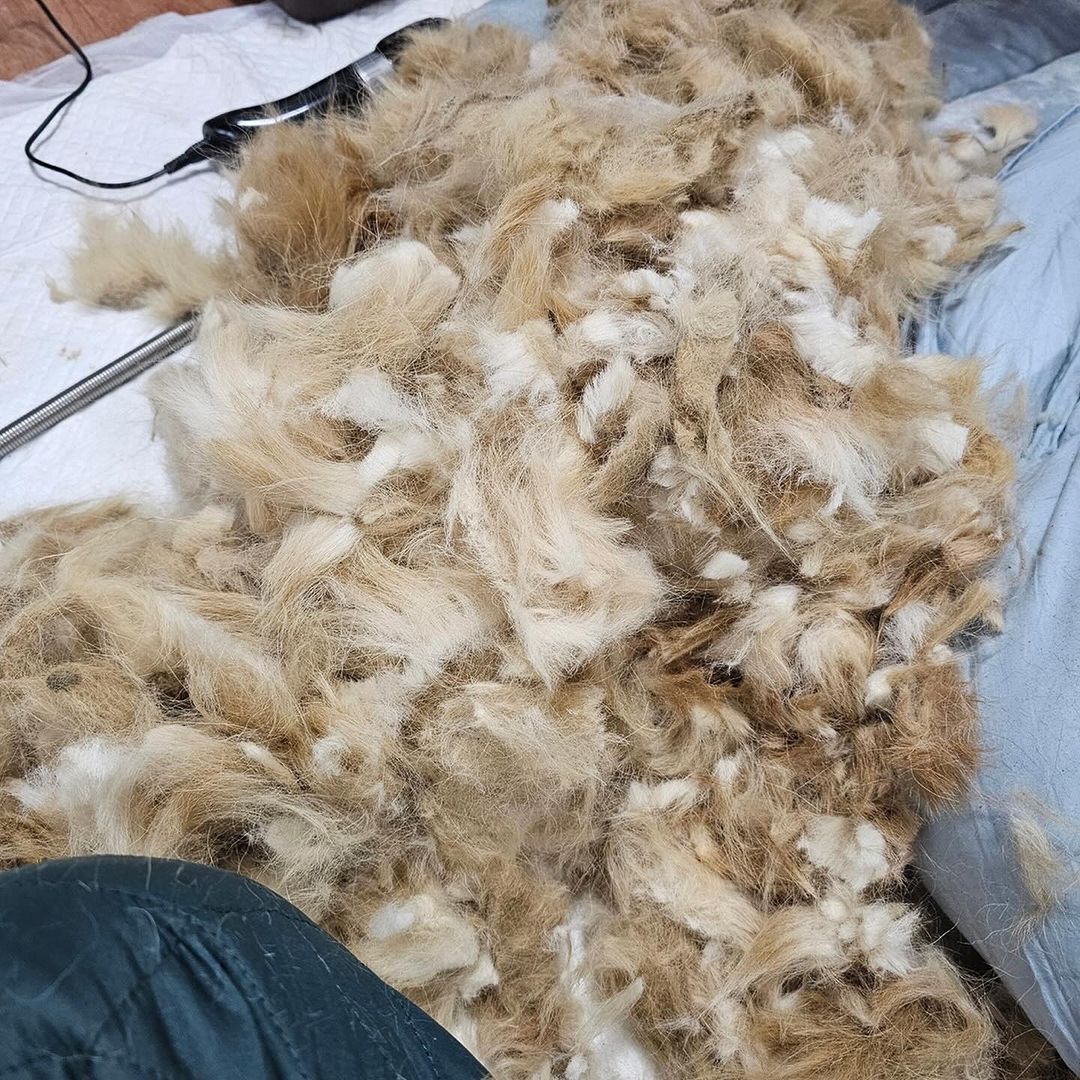 Shaved dogs fur