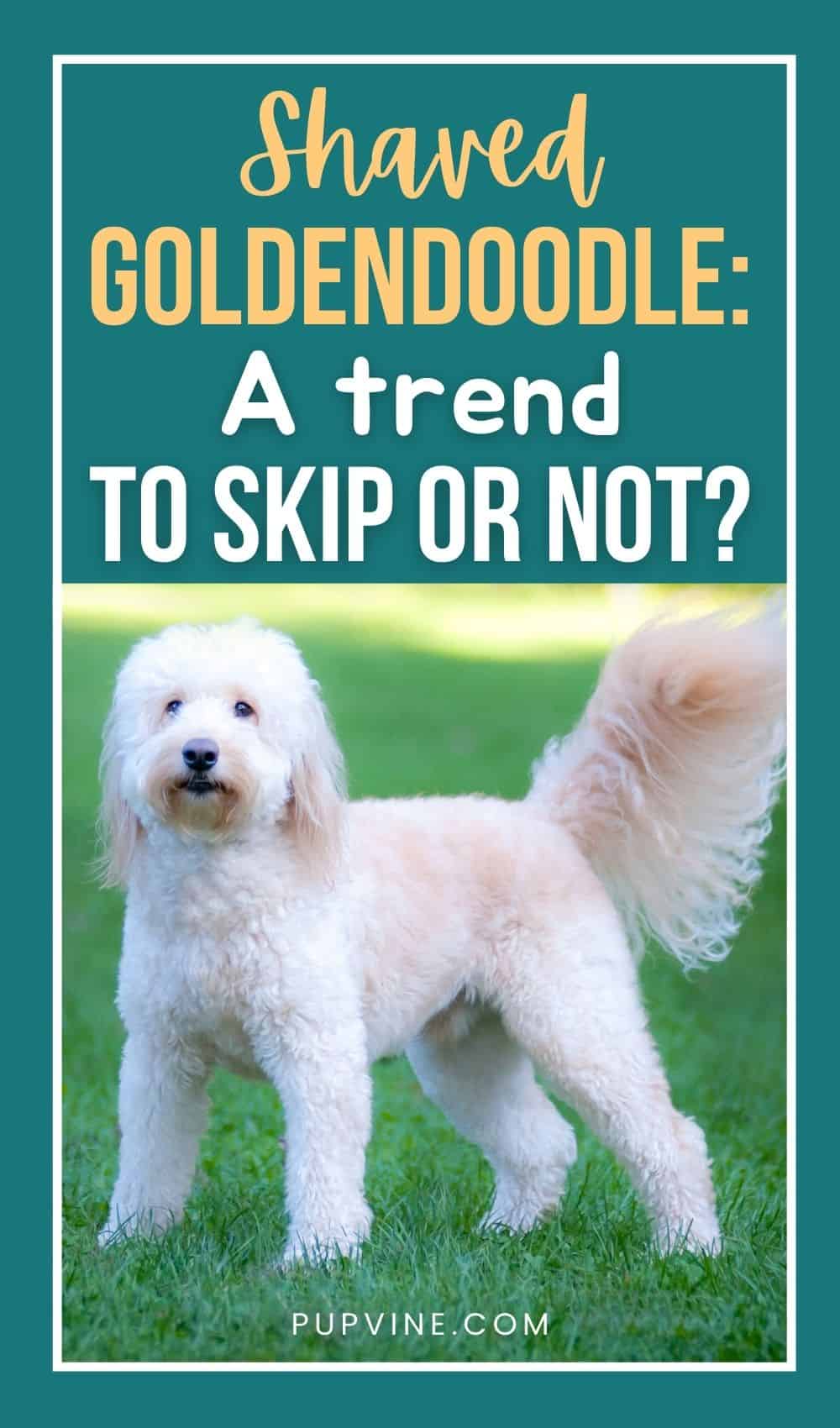 Shaved Goldendoodle A Trend To Skip Or Not