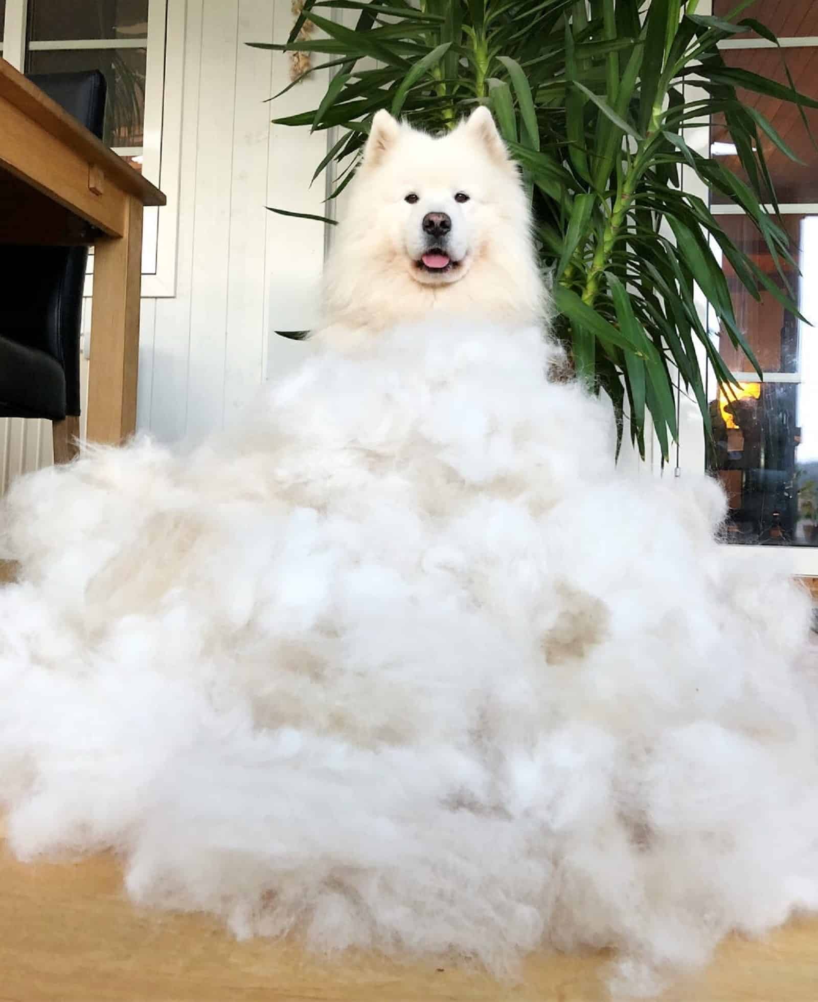 shedding samoyed indoors