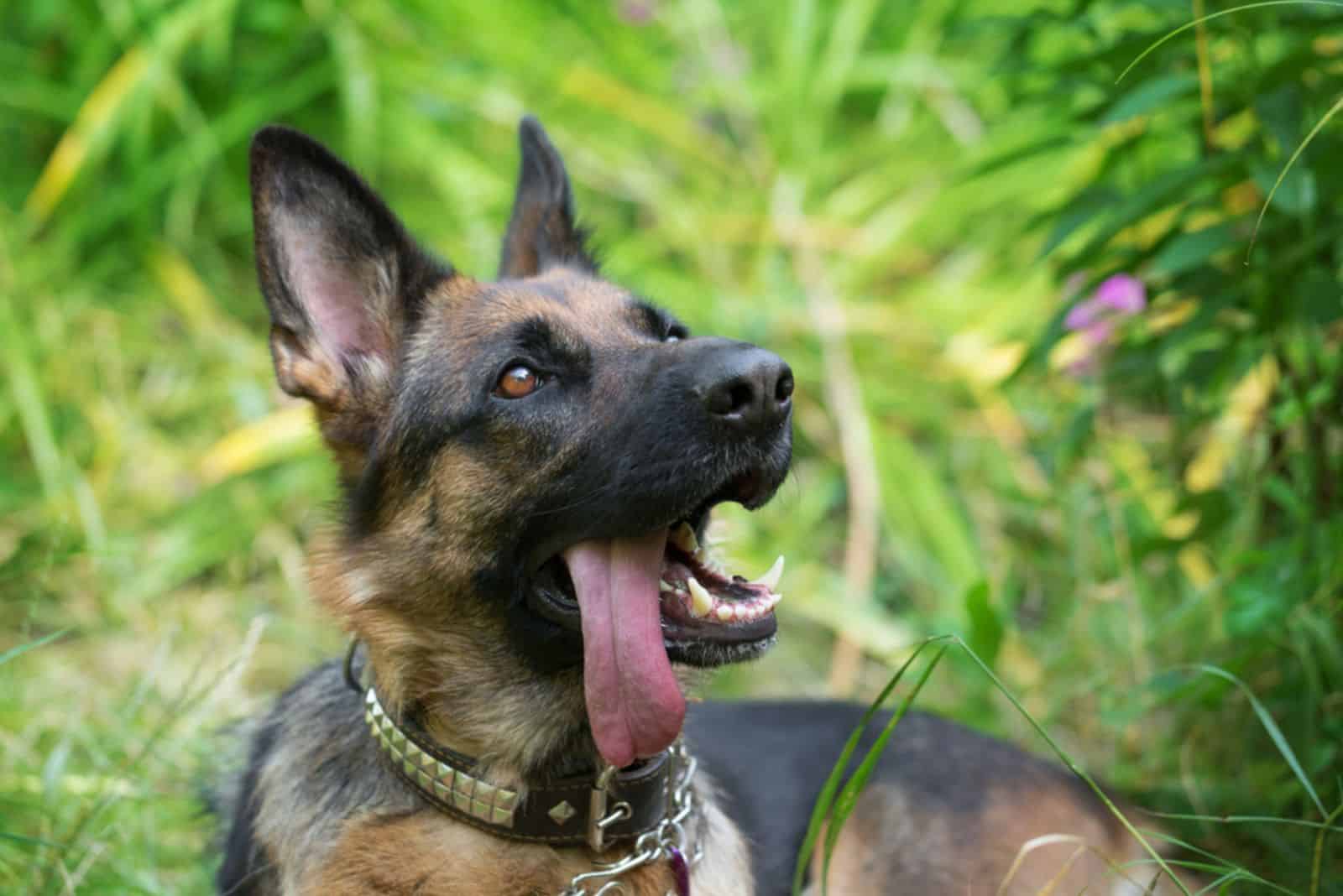 Sheep dog enjoying grassy green garden in summer